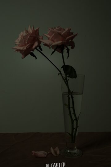 Me trajeron flores