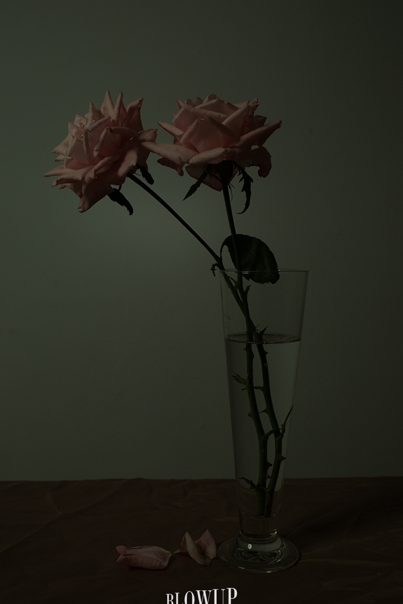 Me trajeron flores