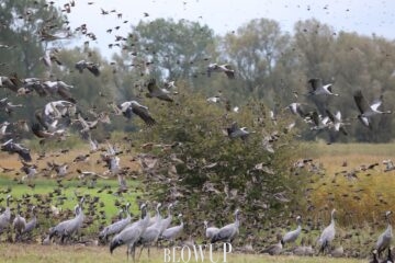 Migration