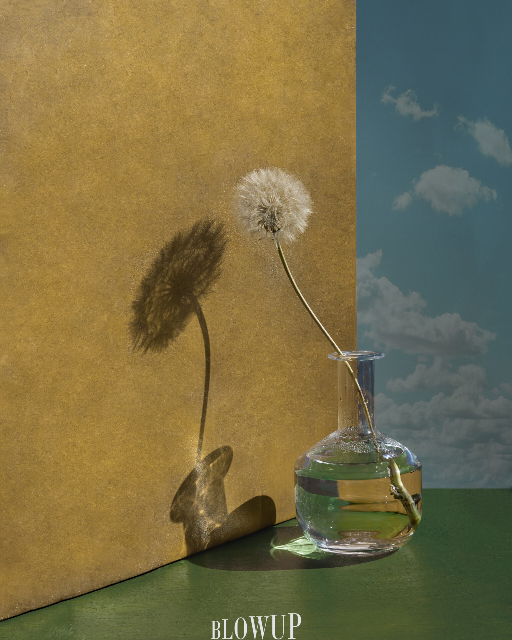 Dandelion