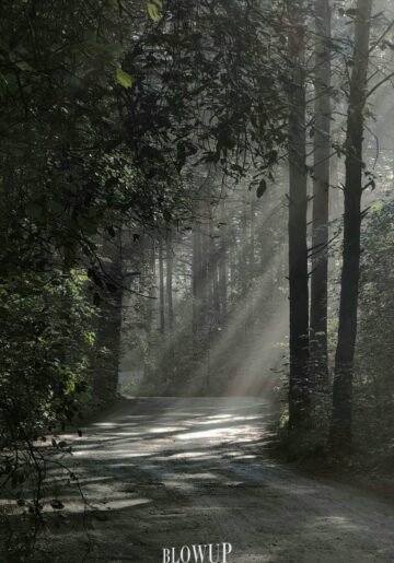 morning in a pine forest
