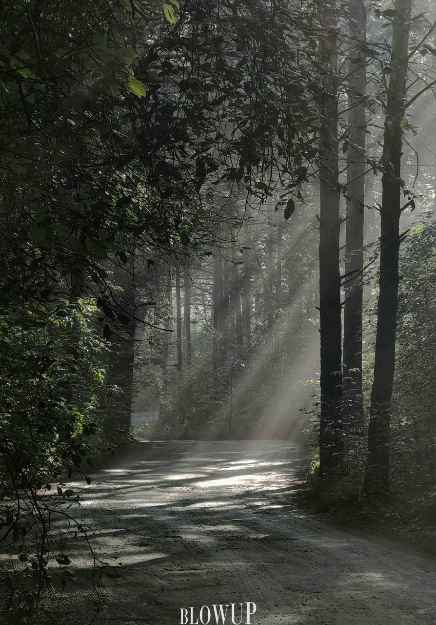 morning in a pine forest