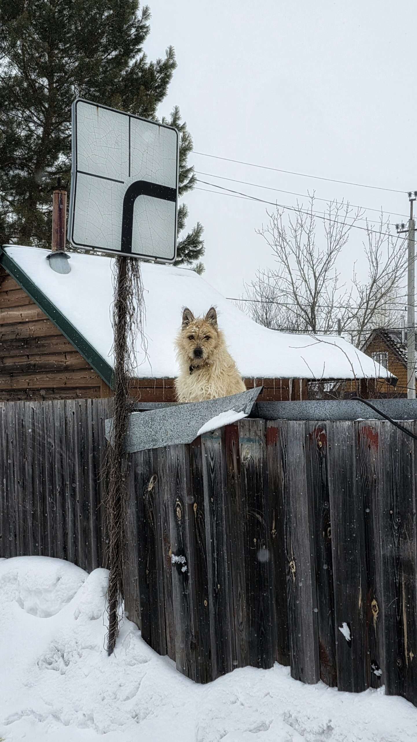 Dog