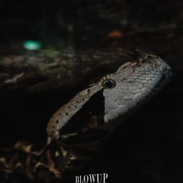 Змея