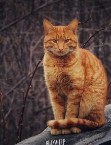 “Рыжая любовь”