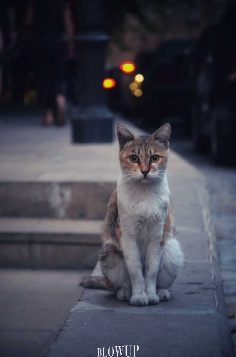 “Бакинский котейка”