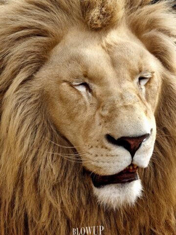 King