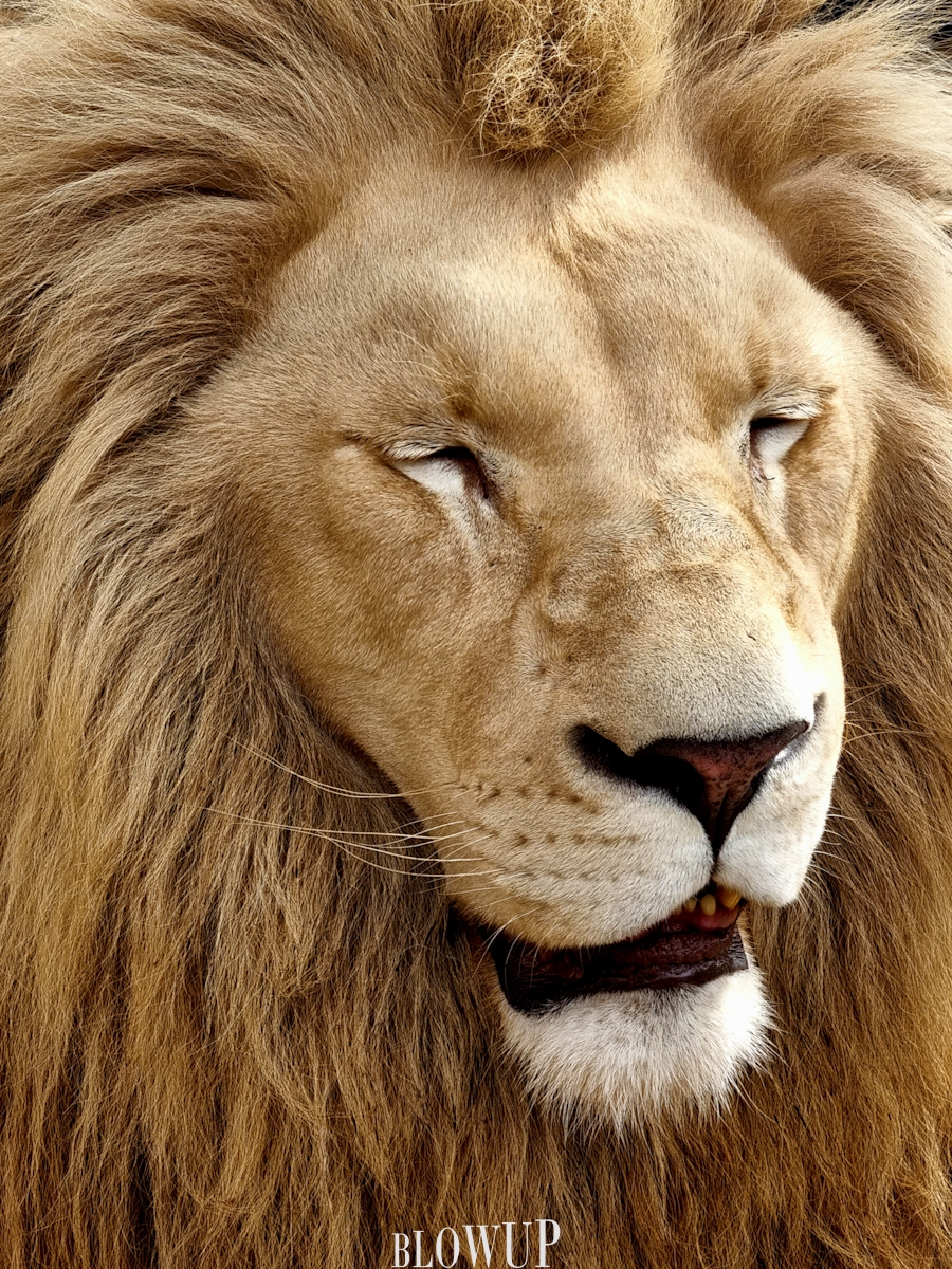 King