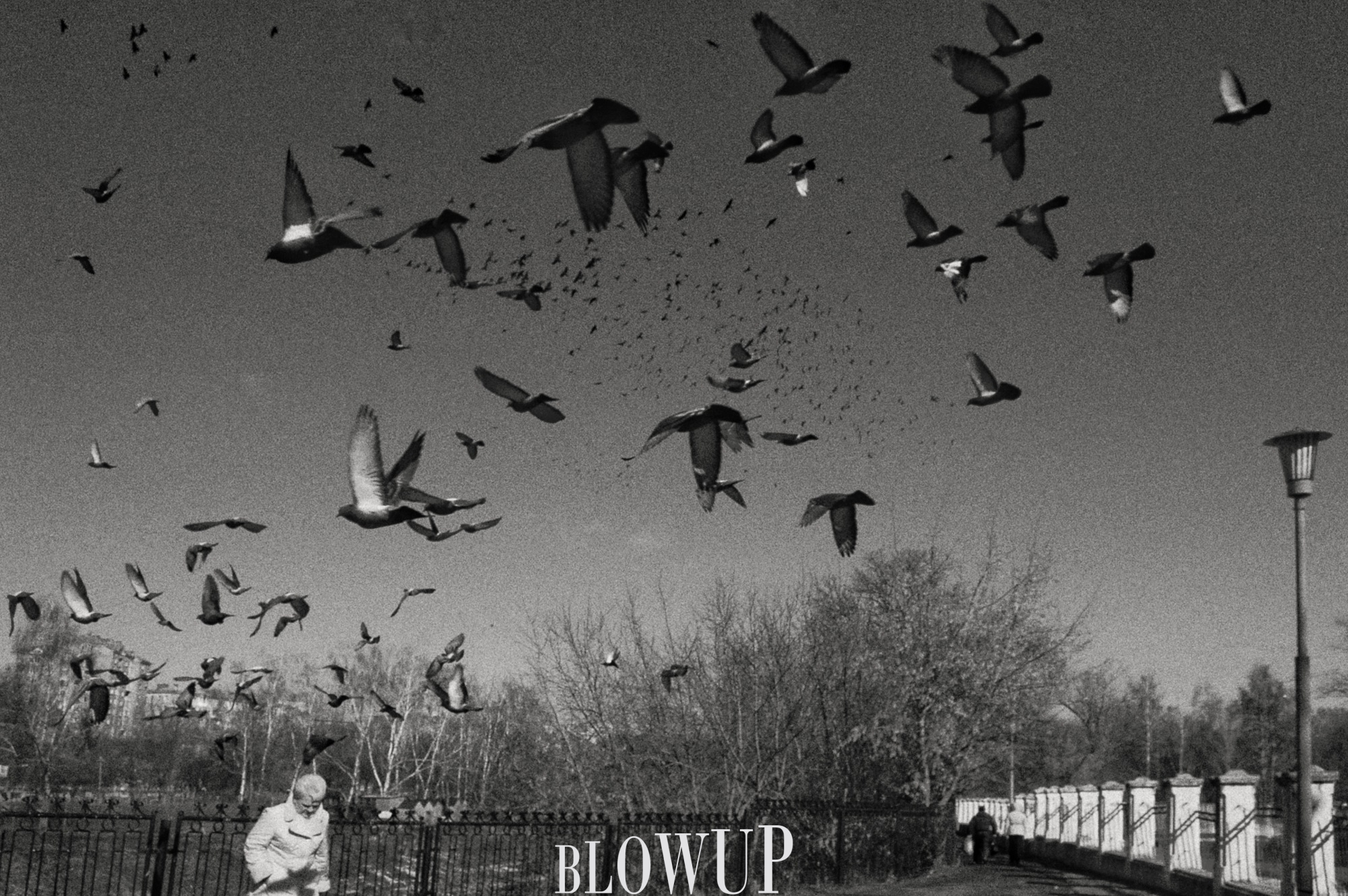 Birds