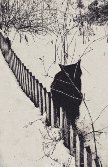 black cat.