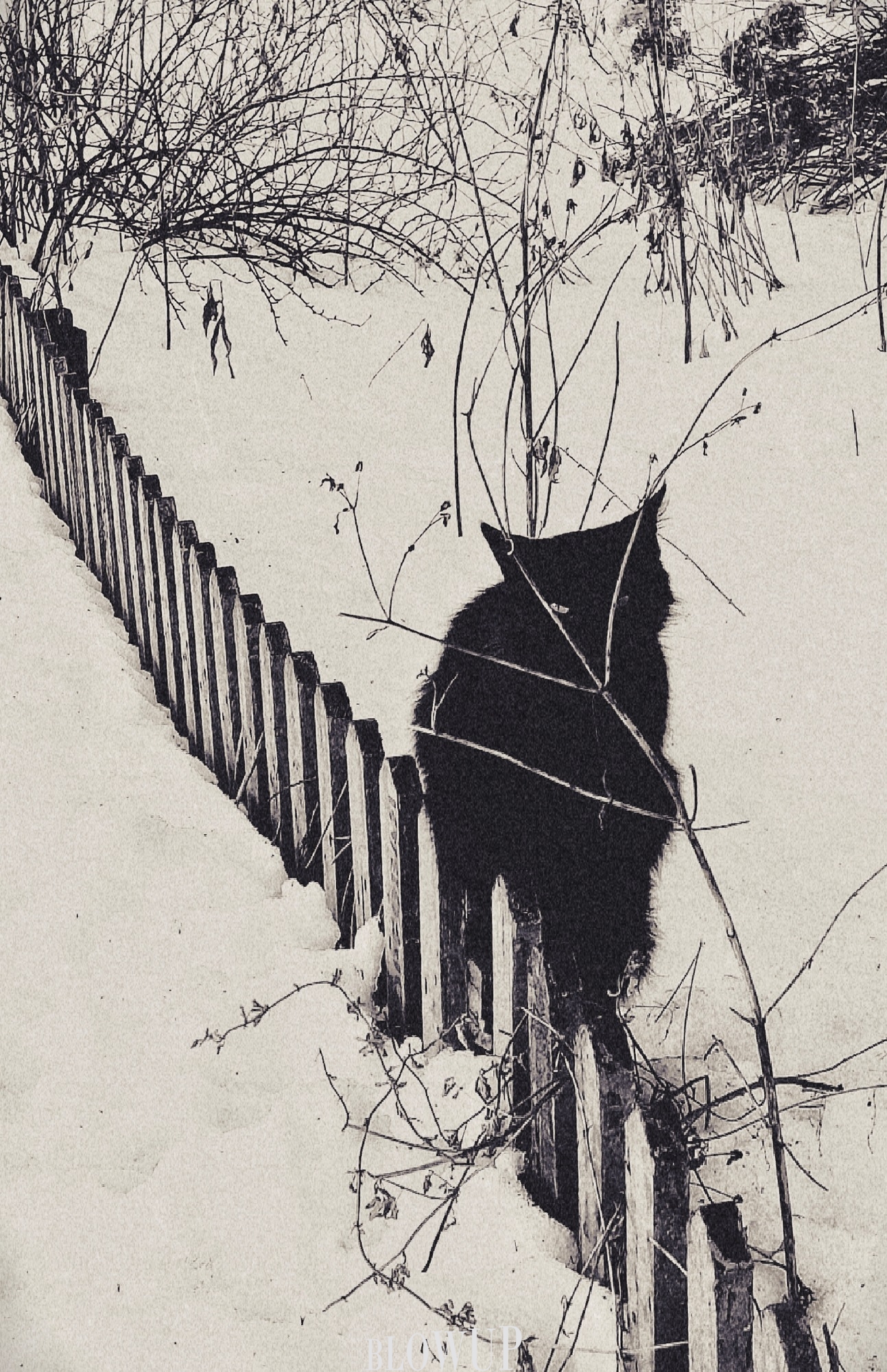 black cat.
