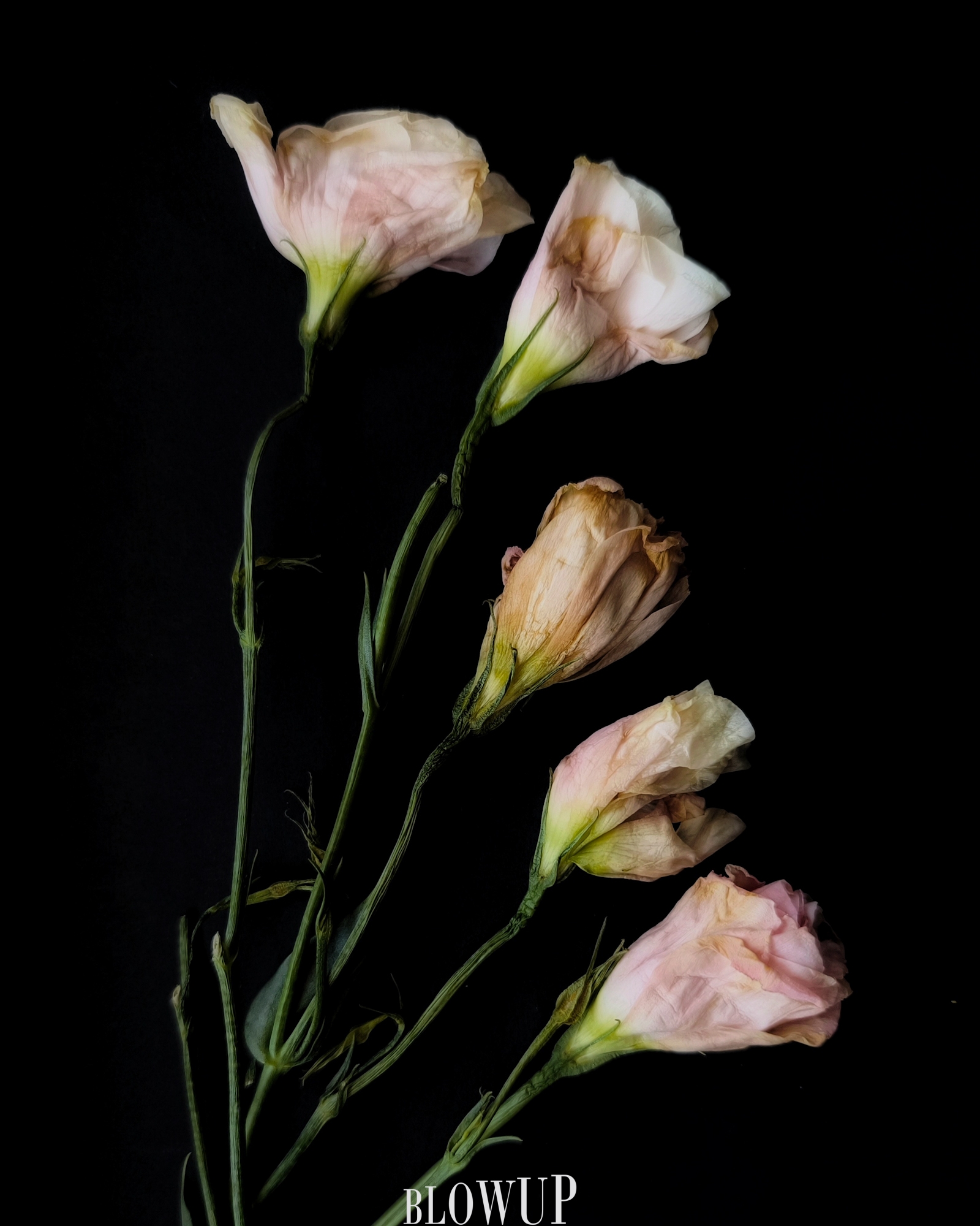 fading beauty