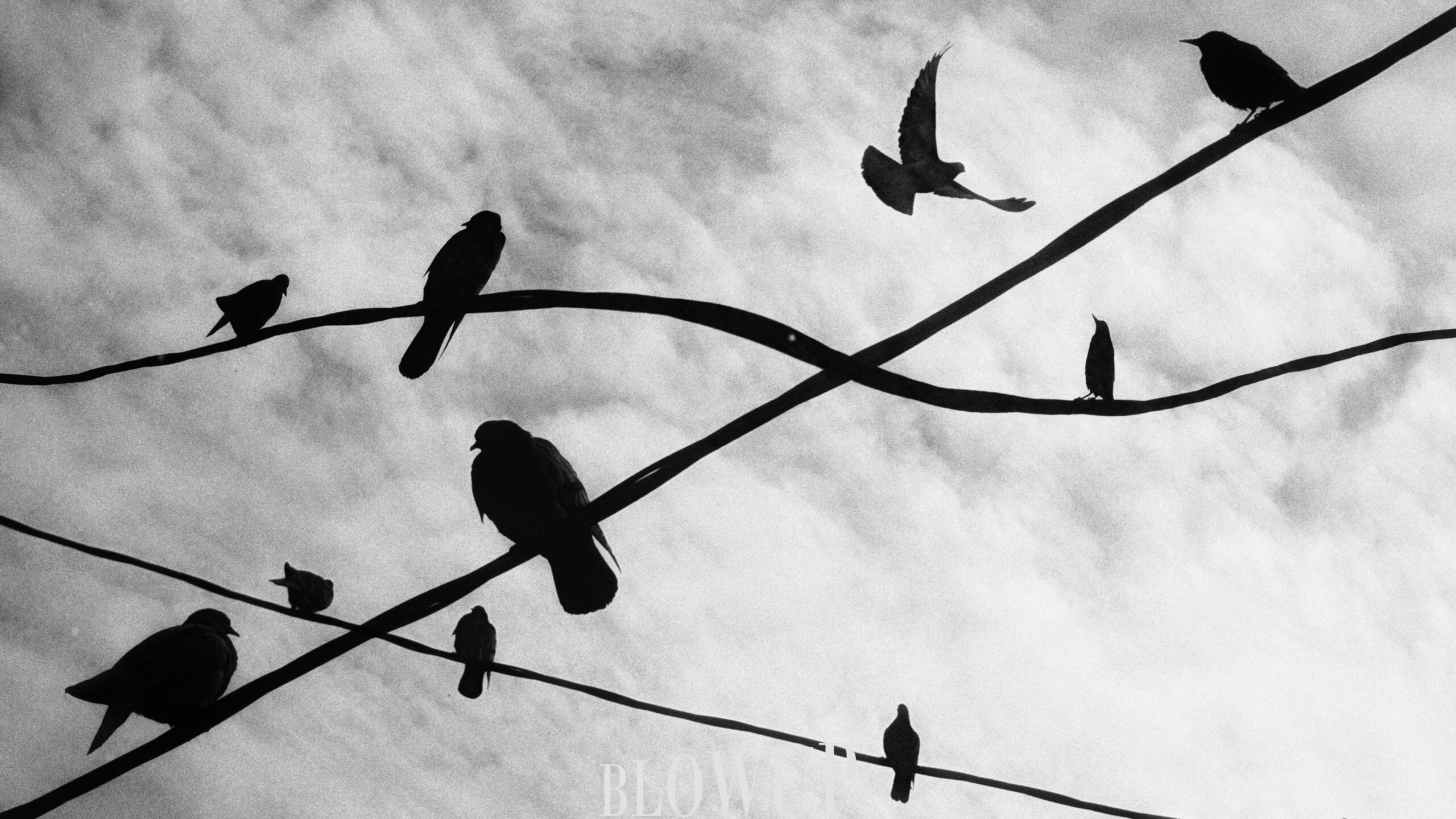 just a little bird’s