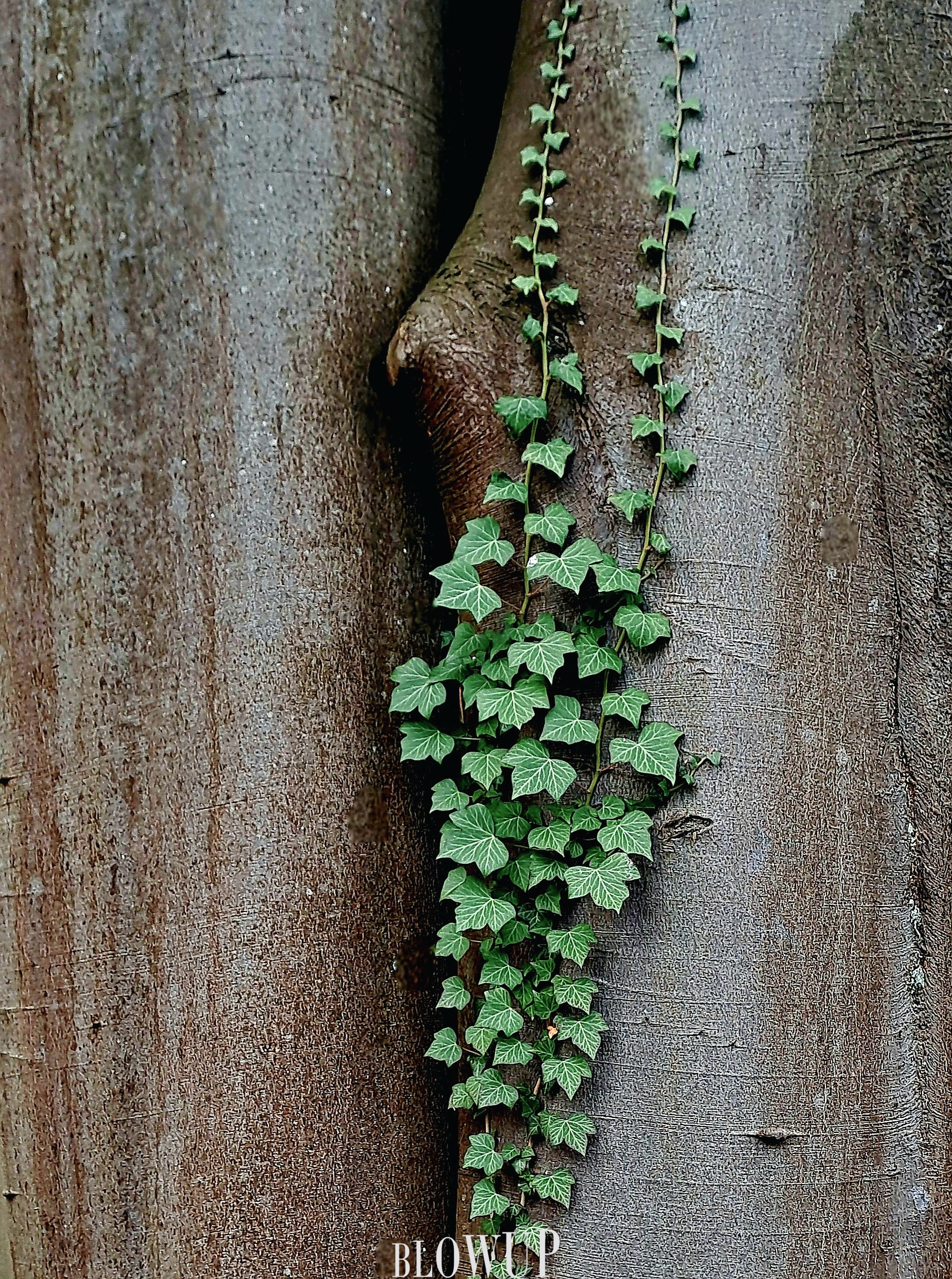 ​Natural beauty