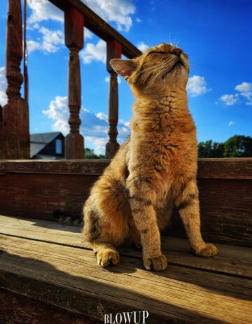 Cat