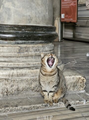 Cat in Istanbul