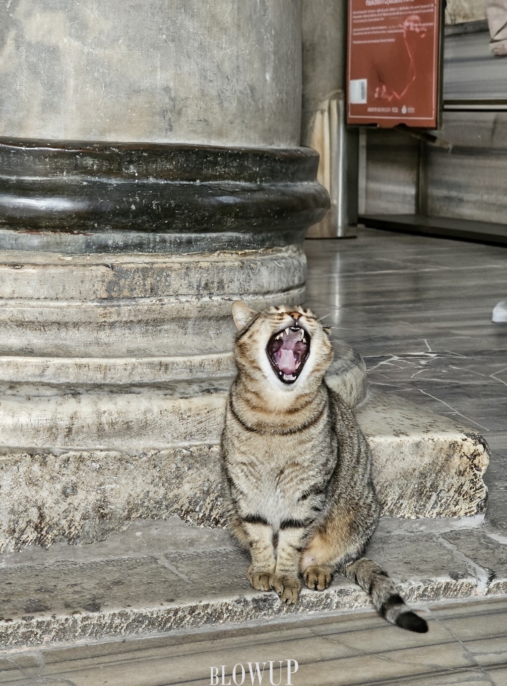 Cat in Istanbul