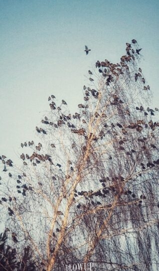 Birds
