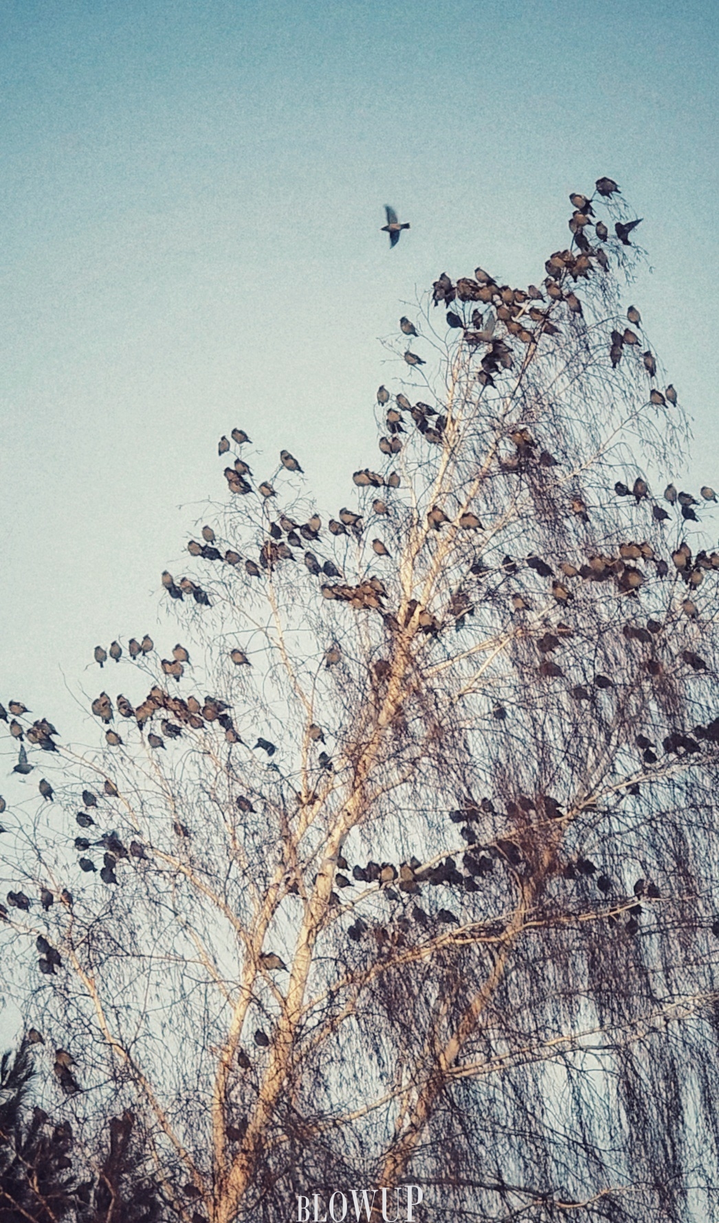 Birds