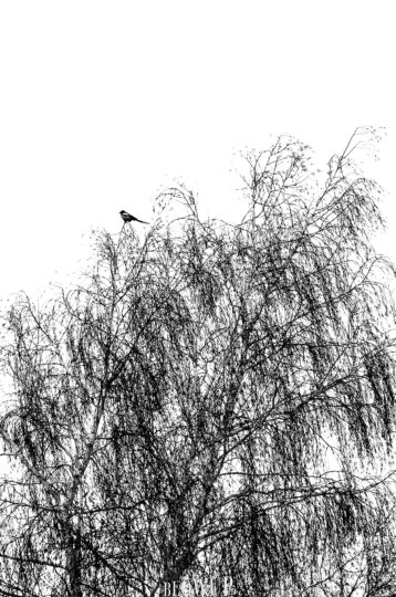 magpie