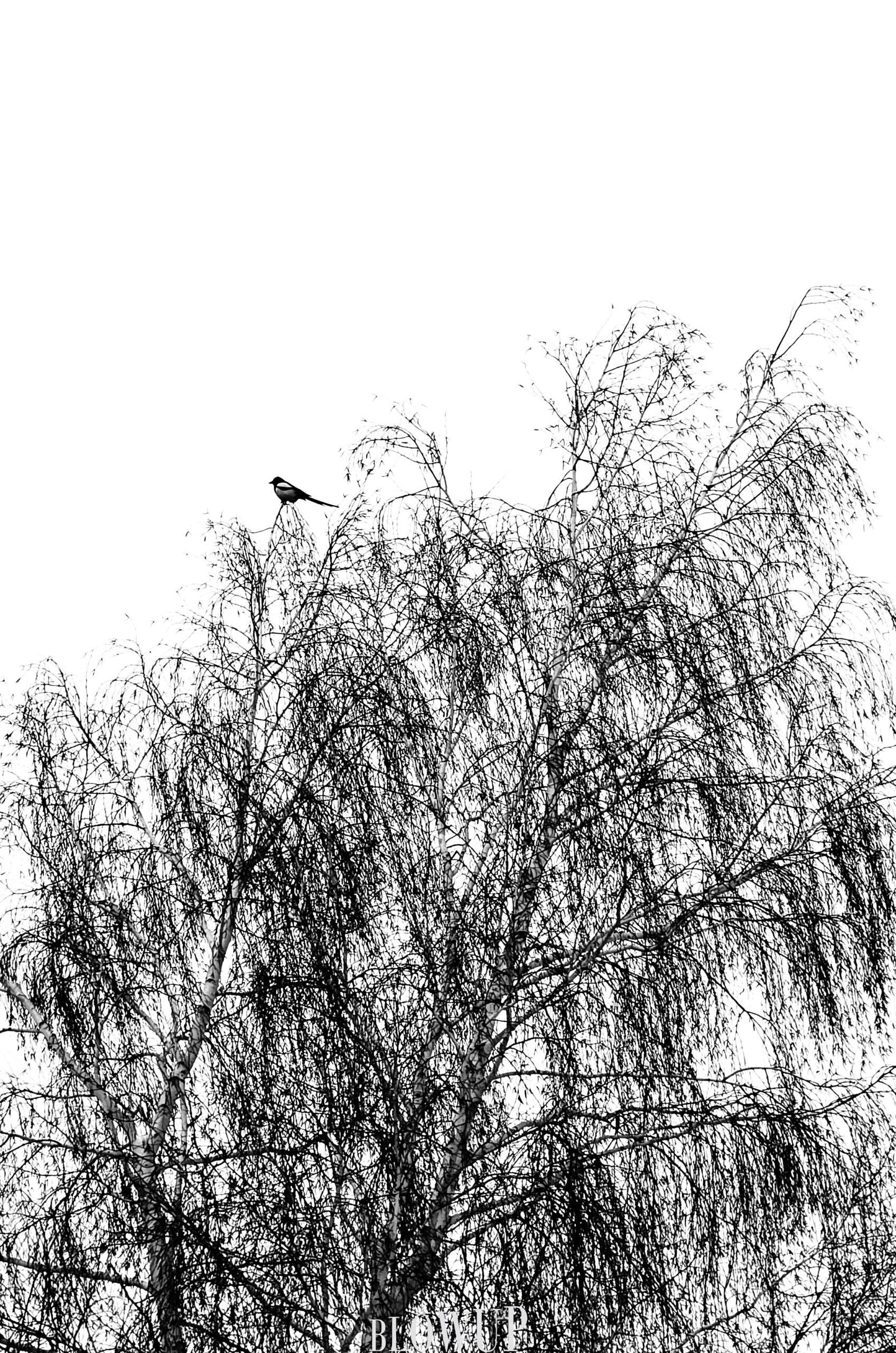 magpie