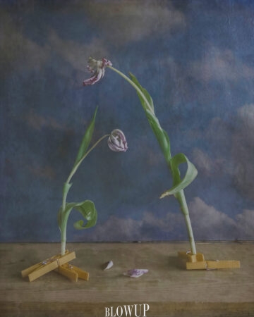 still life
