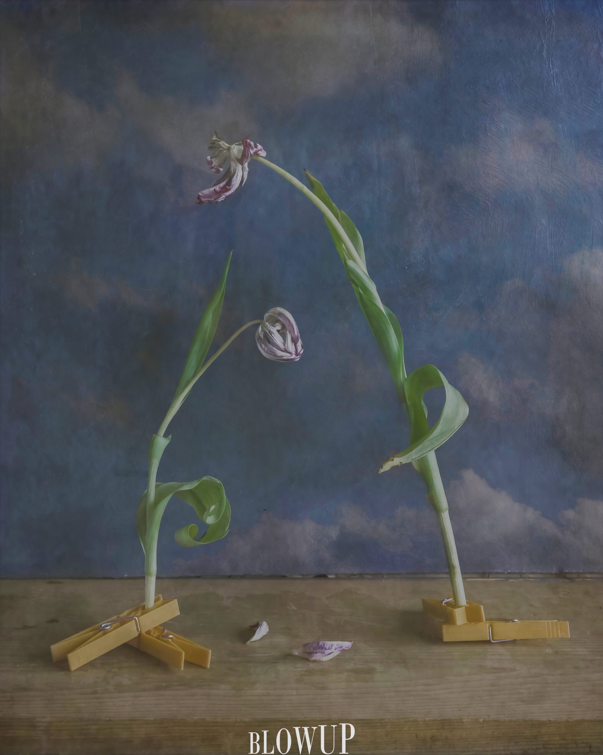 still life