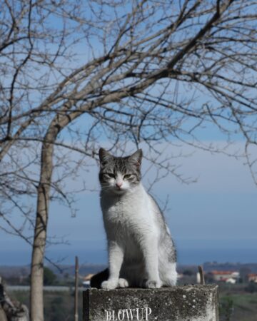 Gatto
