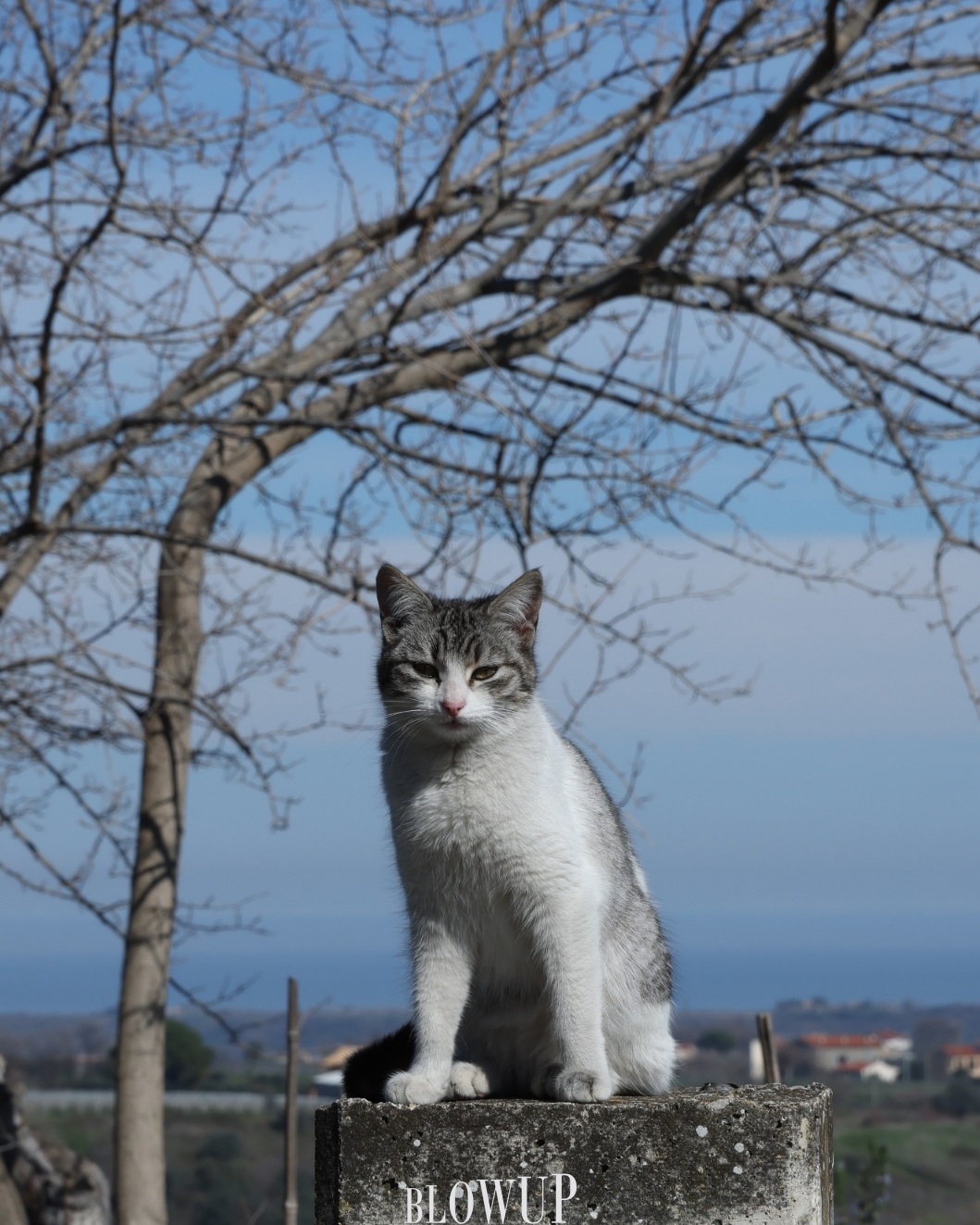 Gatto