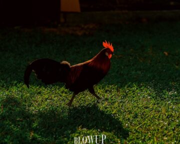 rooster