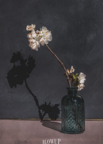 still life