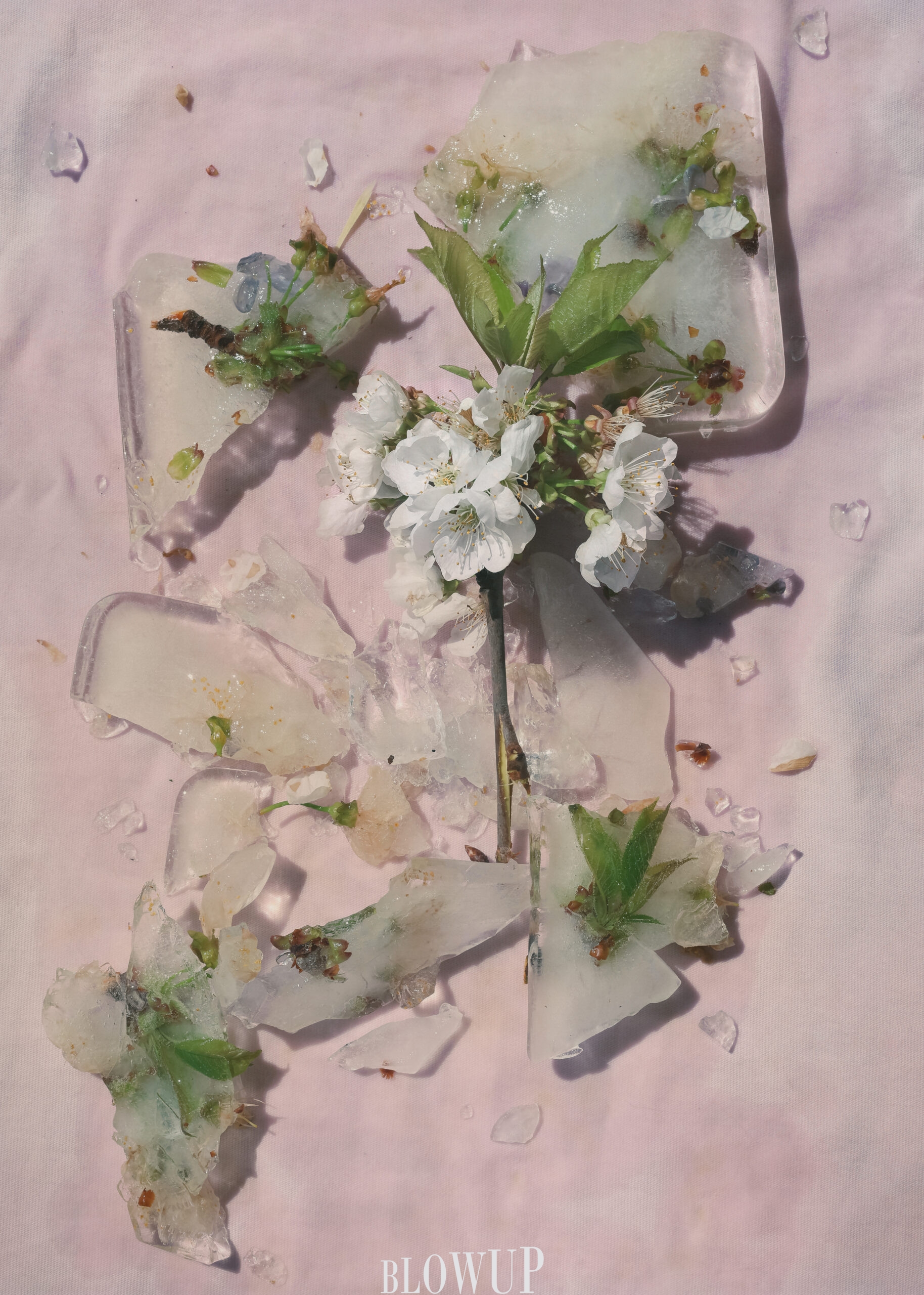 still life
