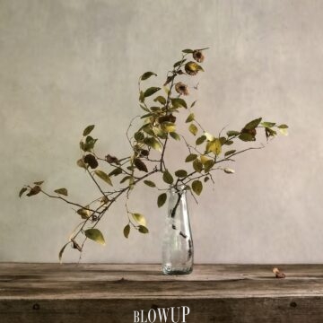 still life