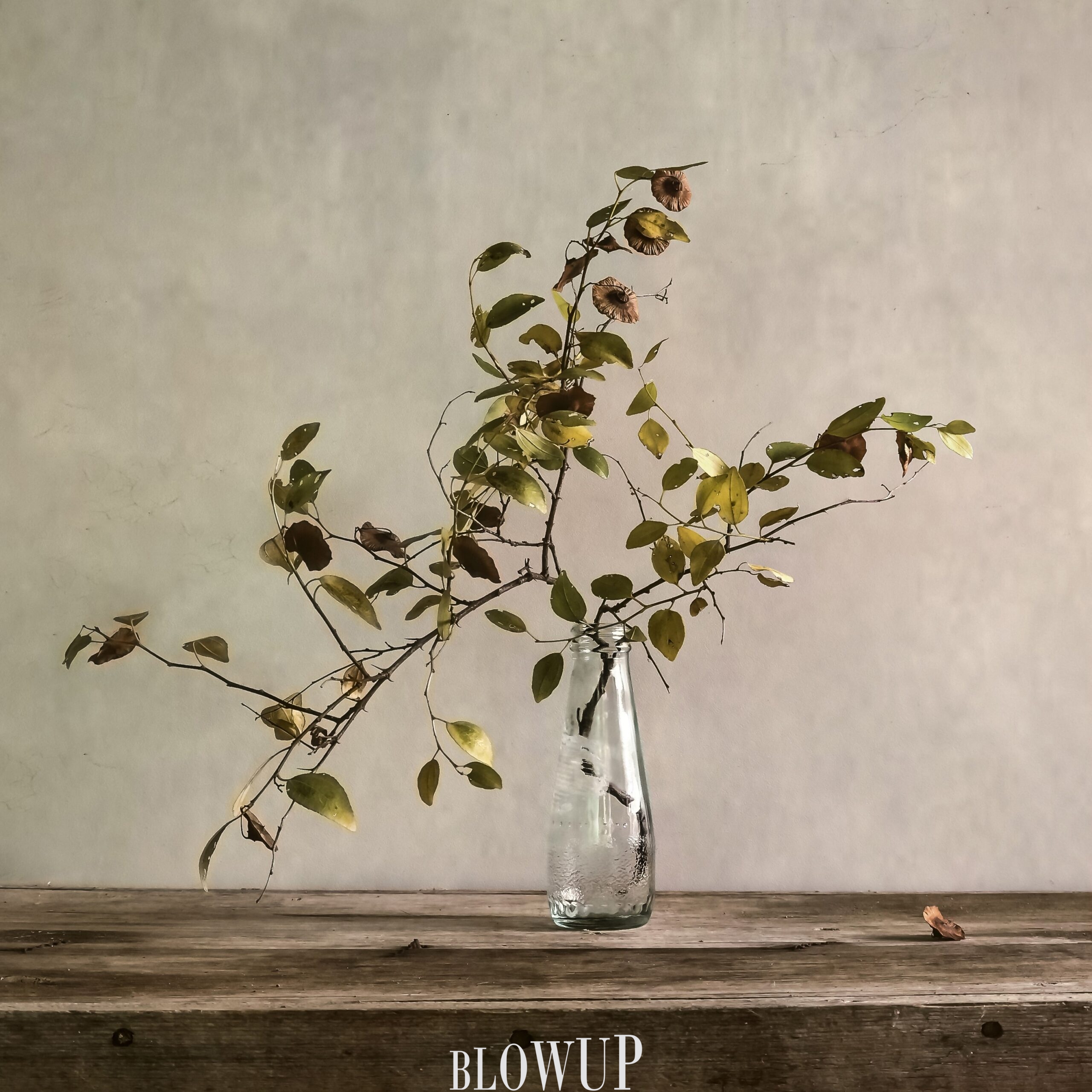 still life