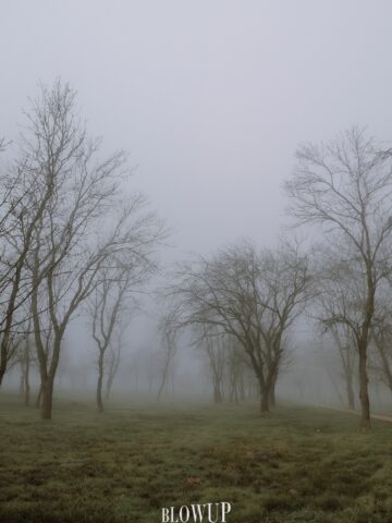 Morning fog