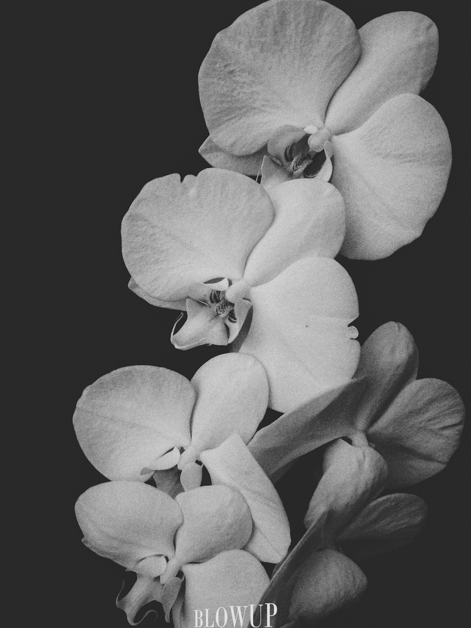 Orchid