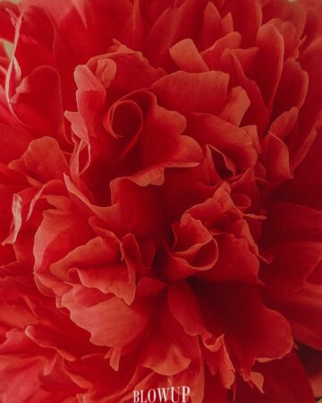 Red Peony