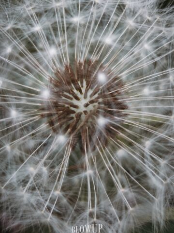 Dandelion
