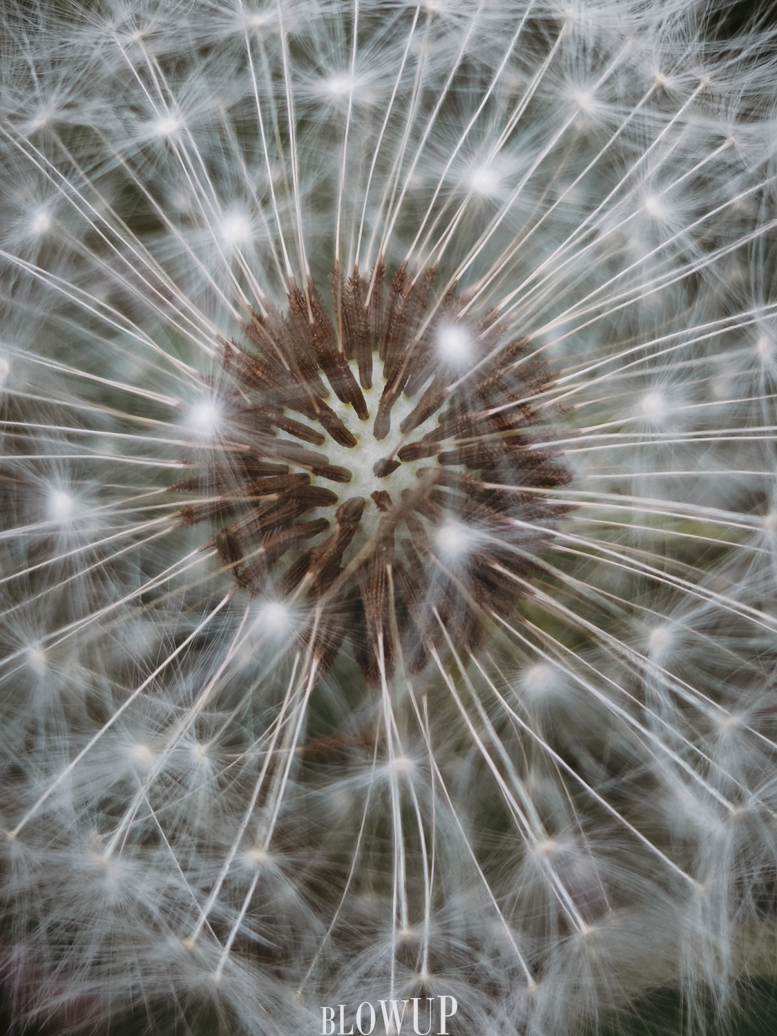 Dandelion