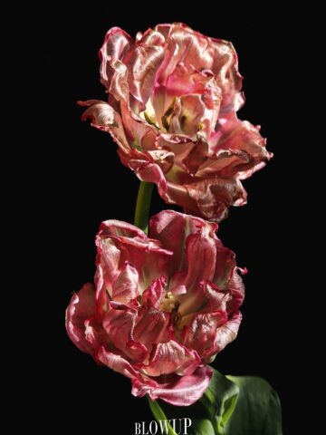 Tango of Silk Flowers