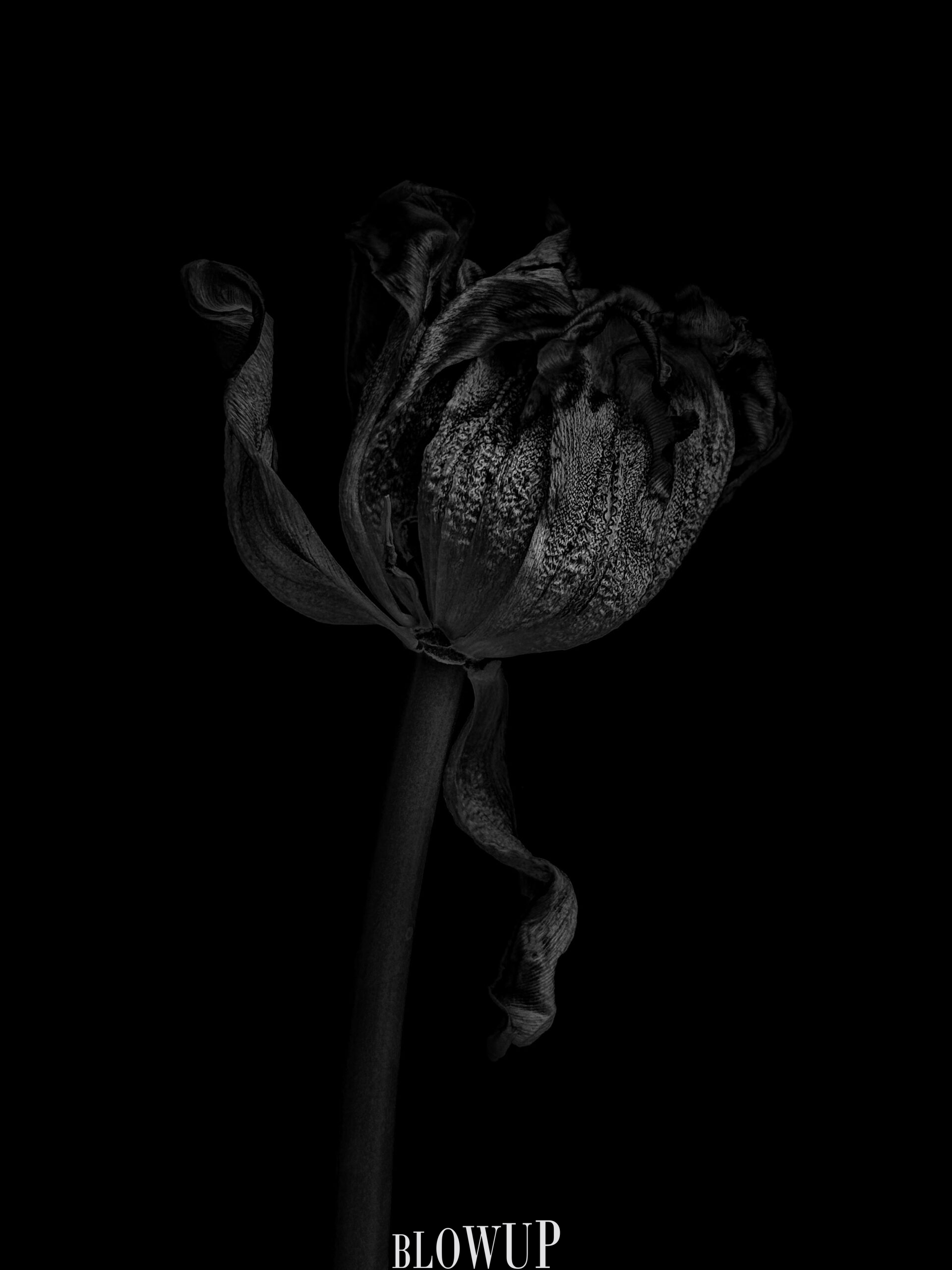 Tulips dance