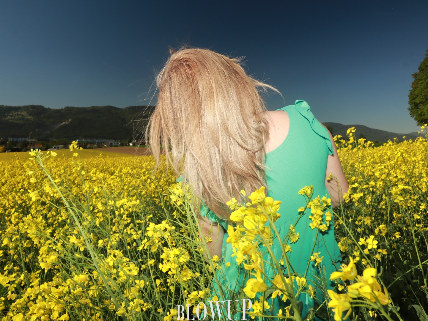 Constellation of flowers
