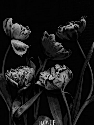 tiger tulips