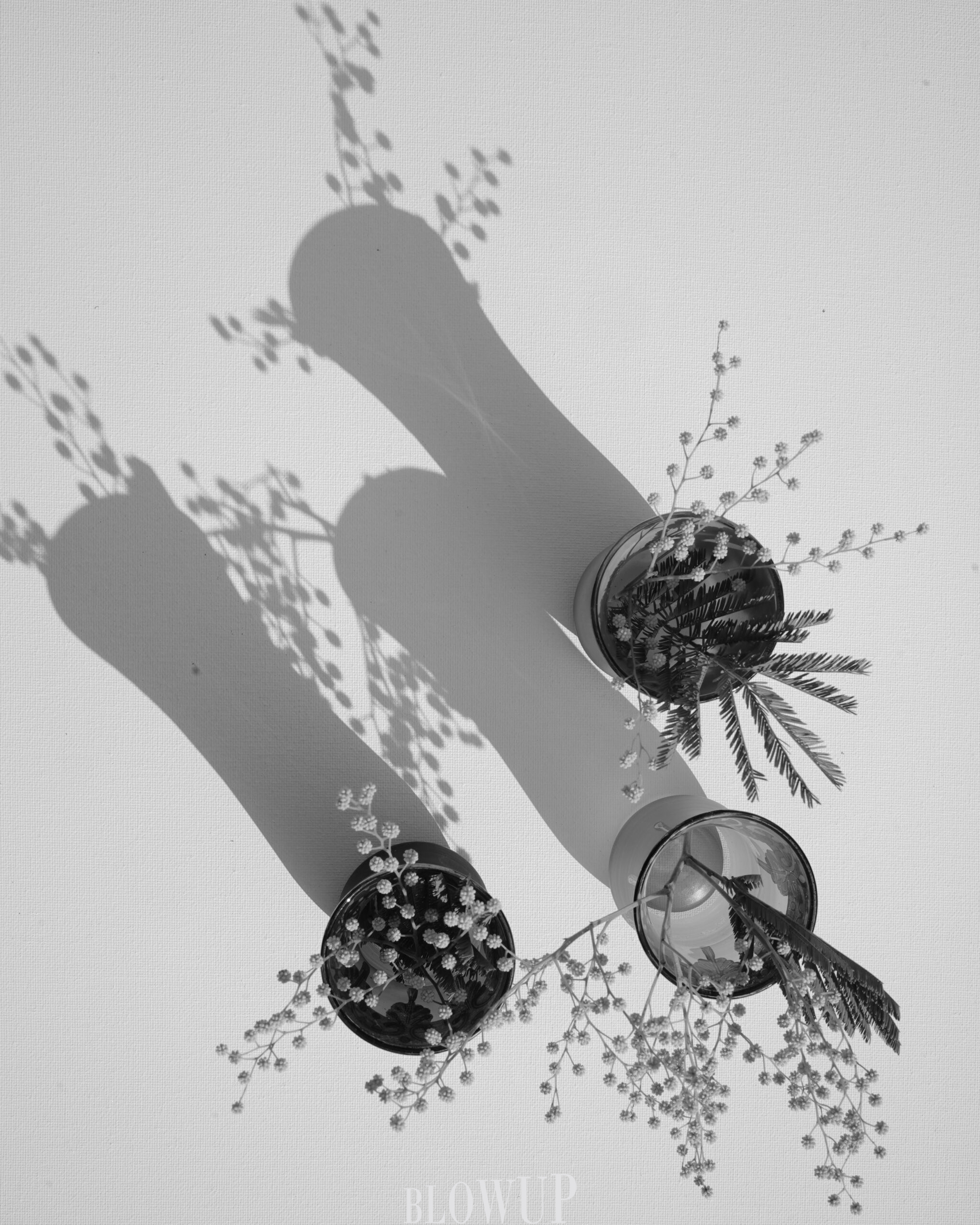 Shadow of spring