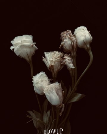 Vanished beauty