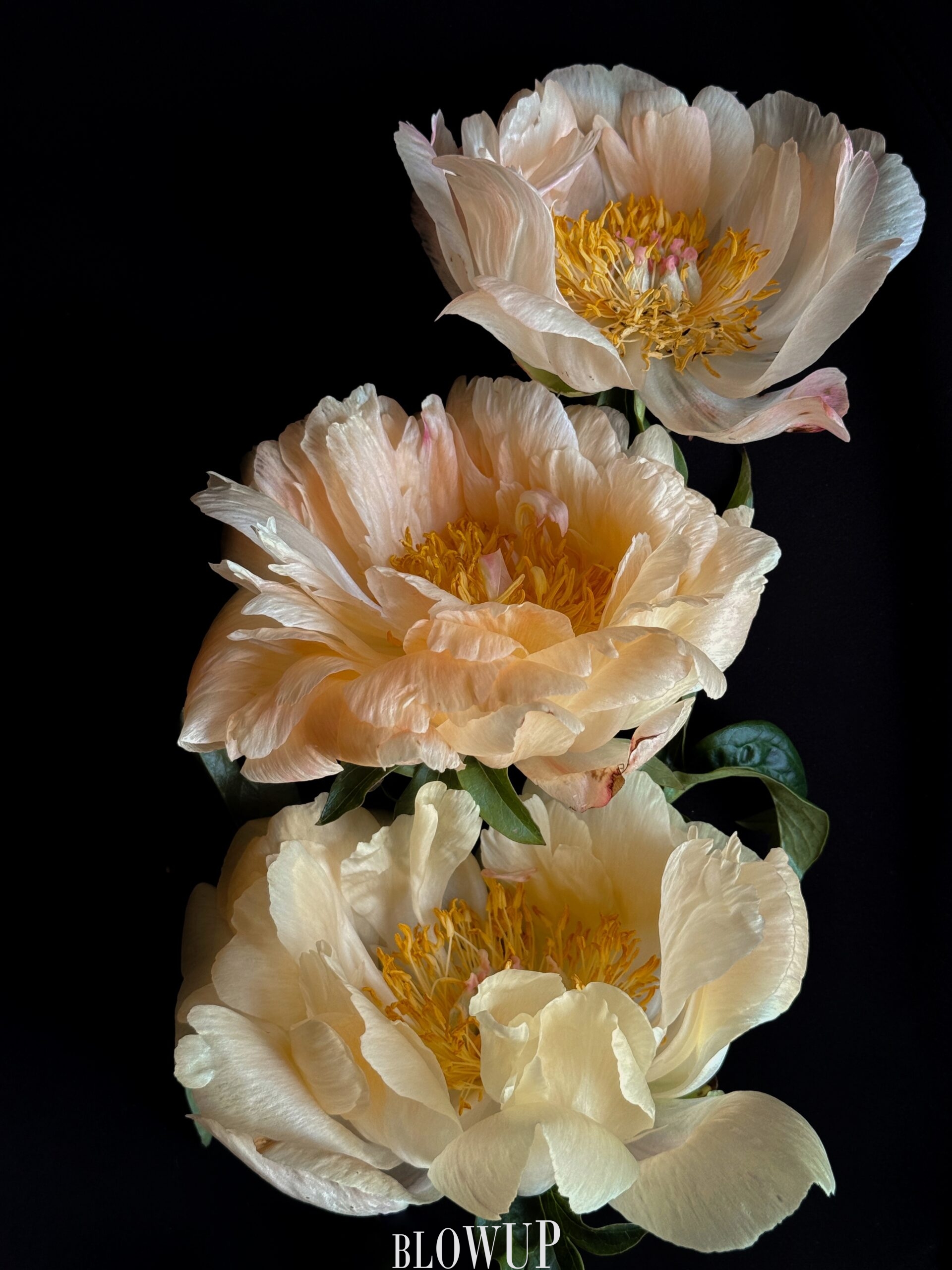 triple beauty