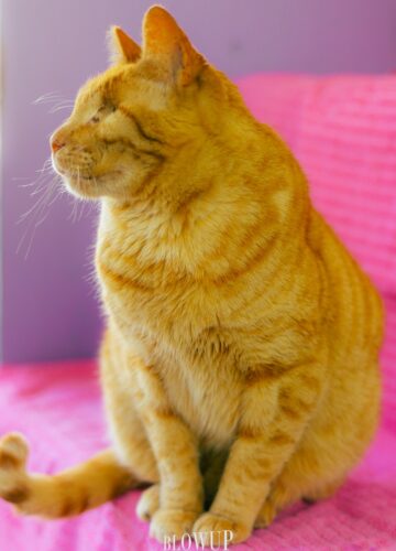 A very ginger one