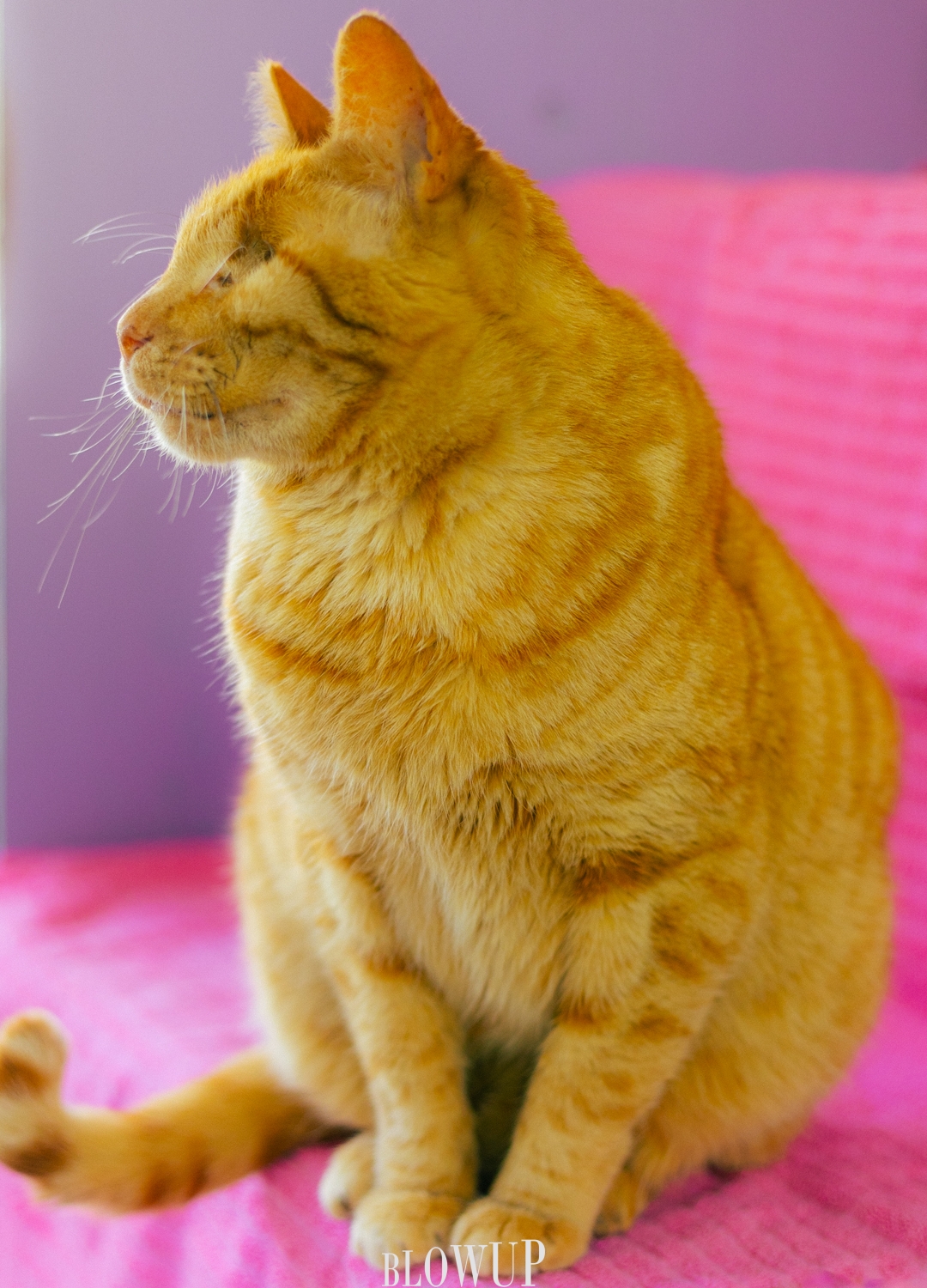 A very ginger one