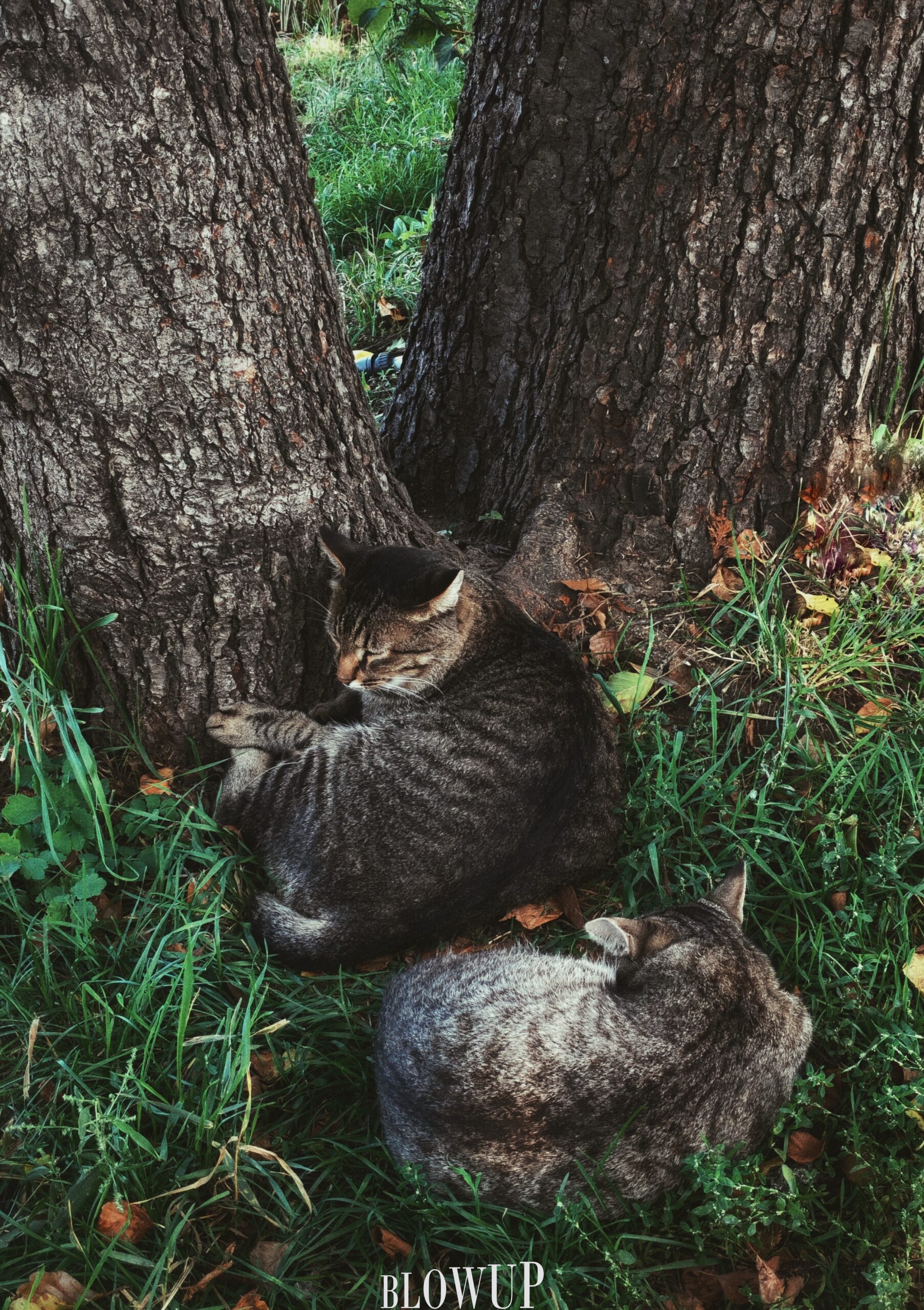 Cats
