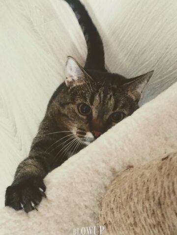 Кошка